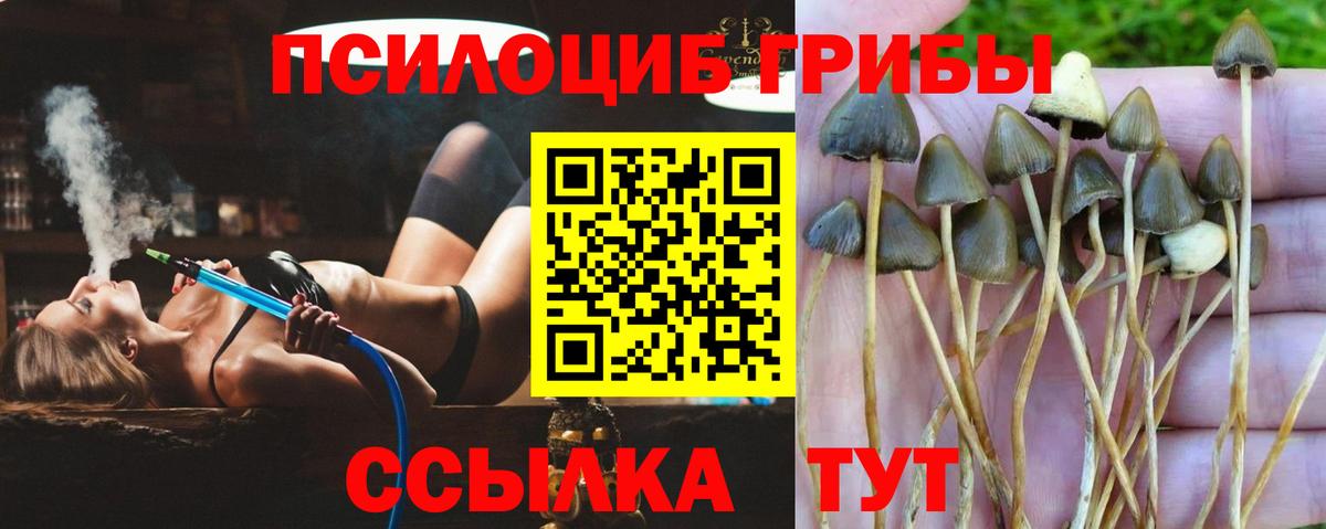 Галлюциногенные грибы прущие грибы  Вход с VPN  Ростов-на-Дону 